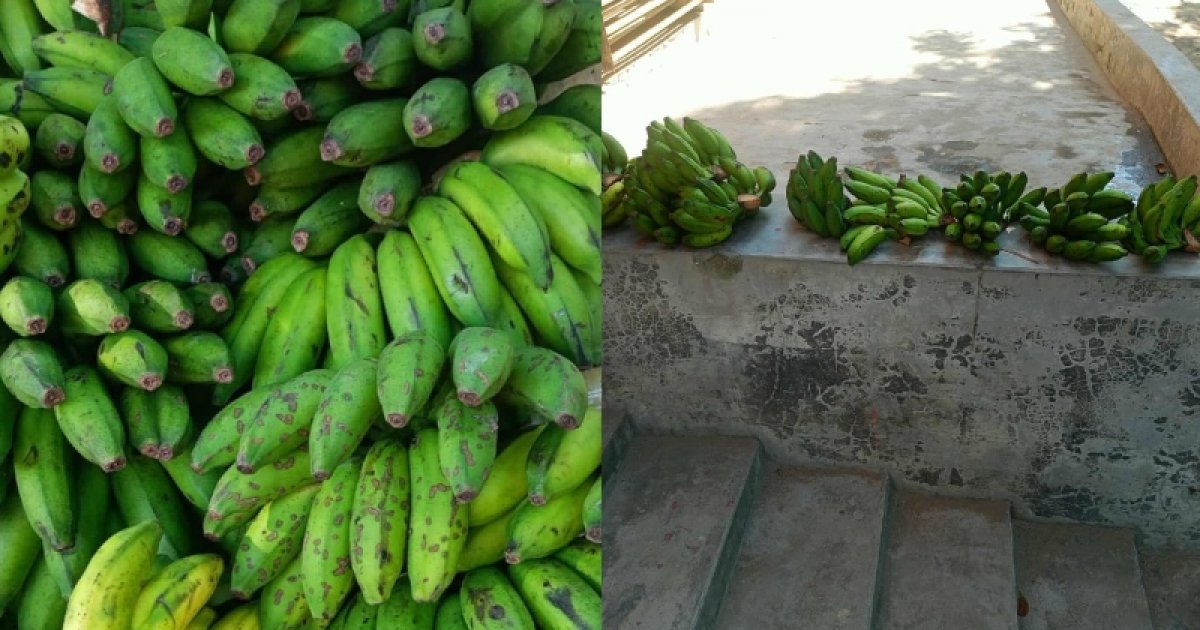 প্রাথমিকের মিড-ডে মিলে দিলো কাঁচা কলা, পাকতে লাগবে কয়েকদিন