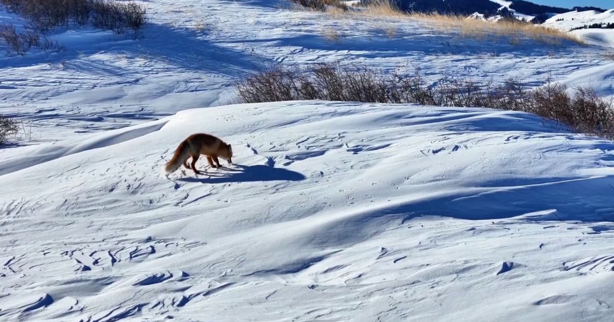 চীনের সিচিয়াংয়ের তুষারে বিরল লাল শেয়াল