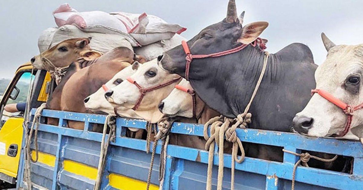 অস্ত্রের মুখে জিম্মি করে ট্রাকসহ ৩০টি গরু লুট