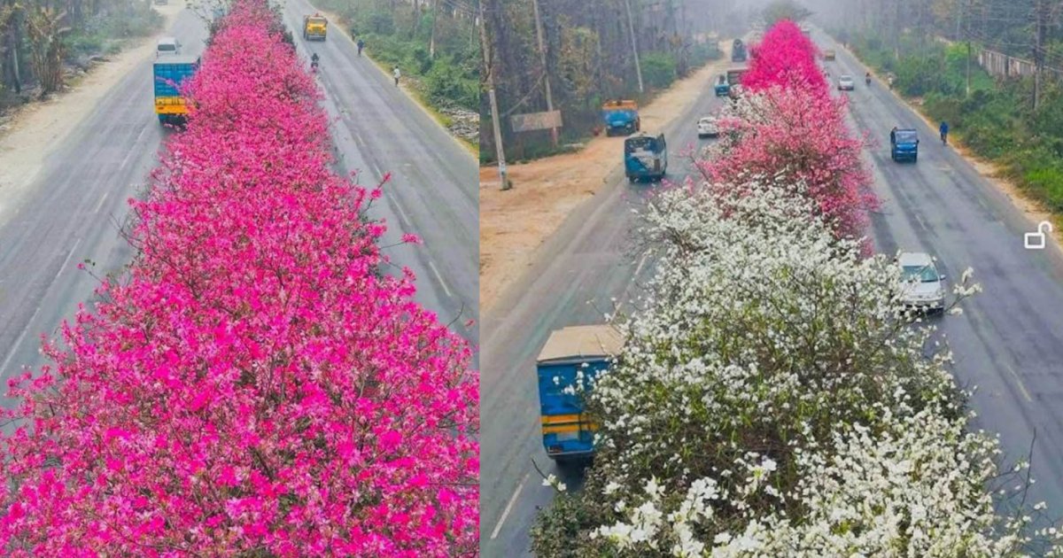 বাংলাদেশের বুকে যেন এক টুকরো জাপান