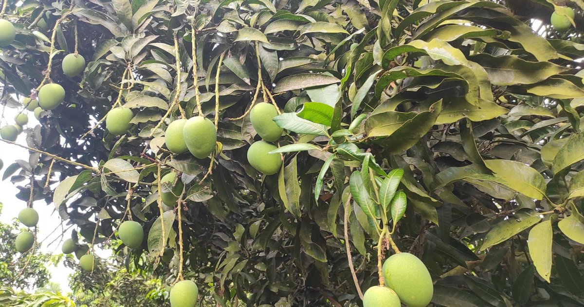 নির্ধারিত সময়ে বাজারে আসছে সাতক্ষীরার আম, ঘোষিত হলো ক্যালেন্ডার