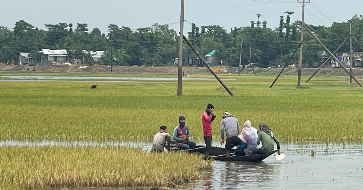 সুনামগঞ্জে ১০ হাজার হেক্টর ধান তলিয়ে গেছে, কৃষকদের হাহাকার