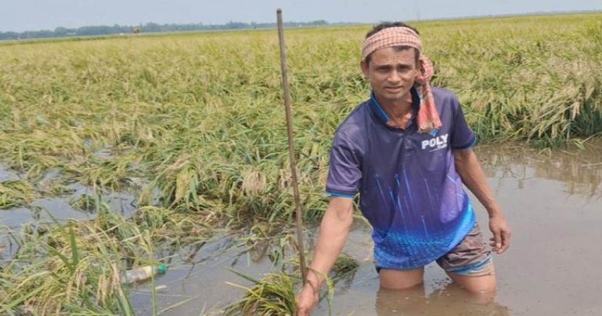 টানা বৃষ্টিতে নেত্রকোনায় বোরো ধান তলিয়ে যাওয়ার শঙ্কা