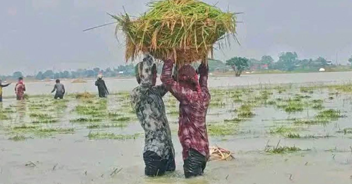 সুনামগঞ্জে ধান কাটার সংকটে কৃষকেরা, লোকসানে বিক্রি