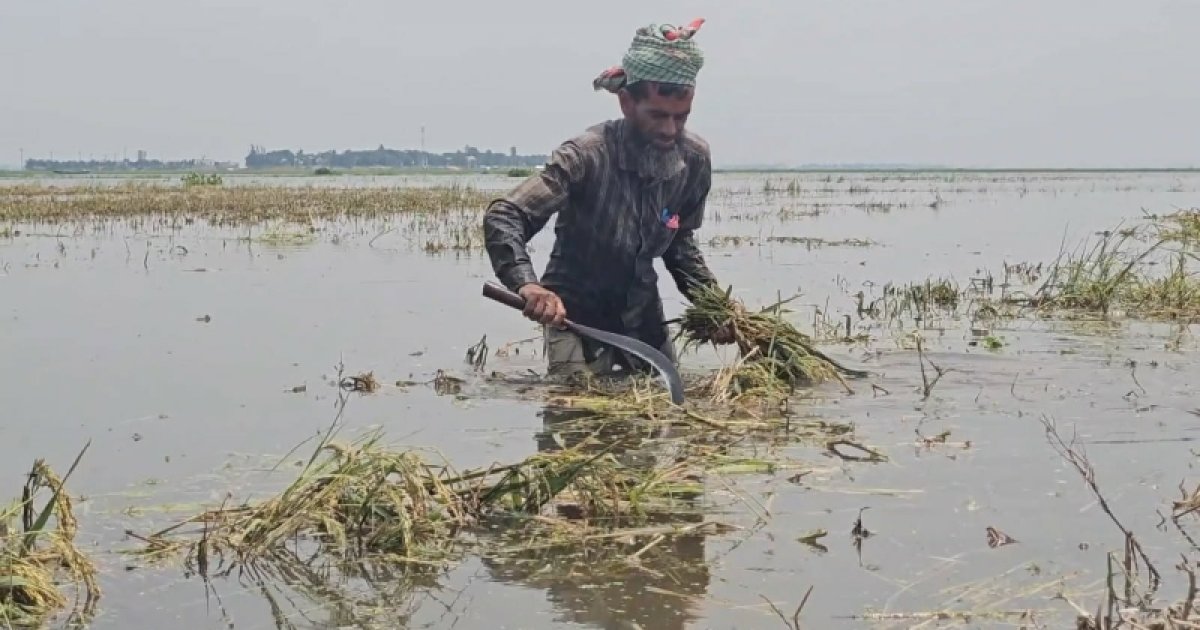 টানা বৃষ্টি ও উজানের ঢলে কিশোরগঞ্জে হাওরের বোরো ধান তলিয়ে যাওয়ার শঙ্কা