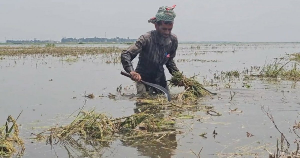 হাওরে বন্যায় লাখো কৃষকের বোরো ধান তলিয়ে গেছে