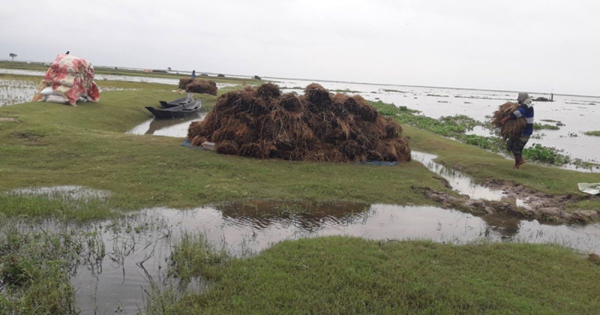 মৌলভীবাজারে ভারী বর্ষণে হাওরের বোরো ধান তলিয়ে গেছে, কৃষকদের উদ্বেগ