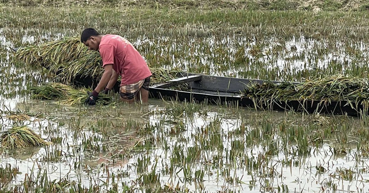 বন্যা ও পাহাড়ি ঢলে হাওরের ফসল তলিয়ে যাচ্ছে, কৃষক দিশেহারা