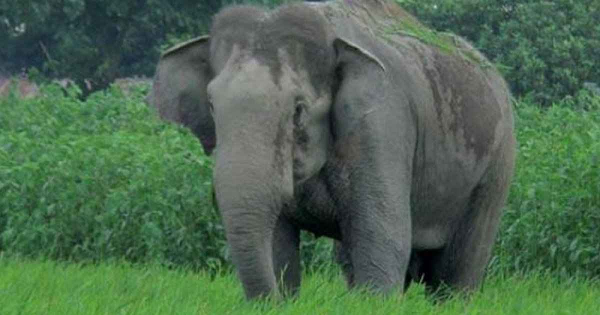 রামুতে বন্য হাতির আক্রমণে মা-মেয়ে নিহত