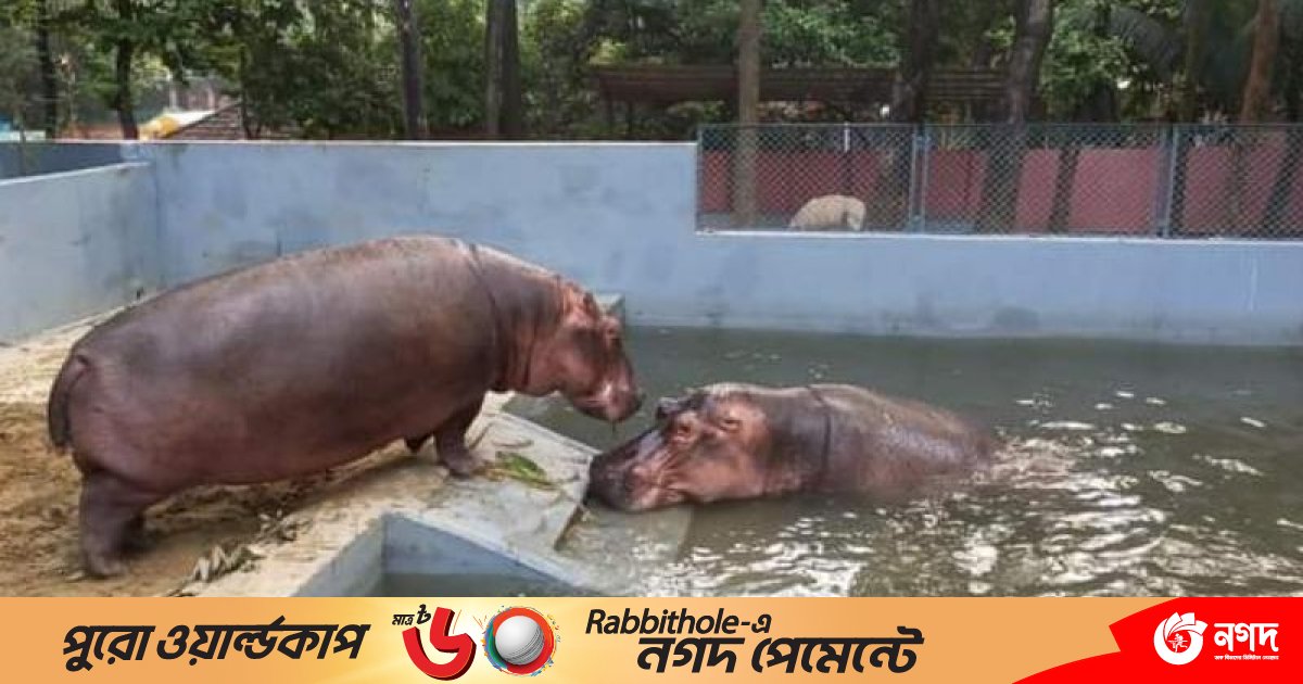 ৯০০ কেজি ওজনের সঙ্গী পেলো চট্টগ্রাম চিড়িয়াখানার পুরুষ জলহস্তী