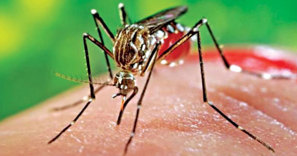 সাবধান, ঘরে ঘরে চিকুনগুনিয়া