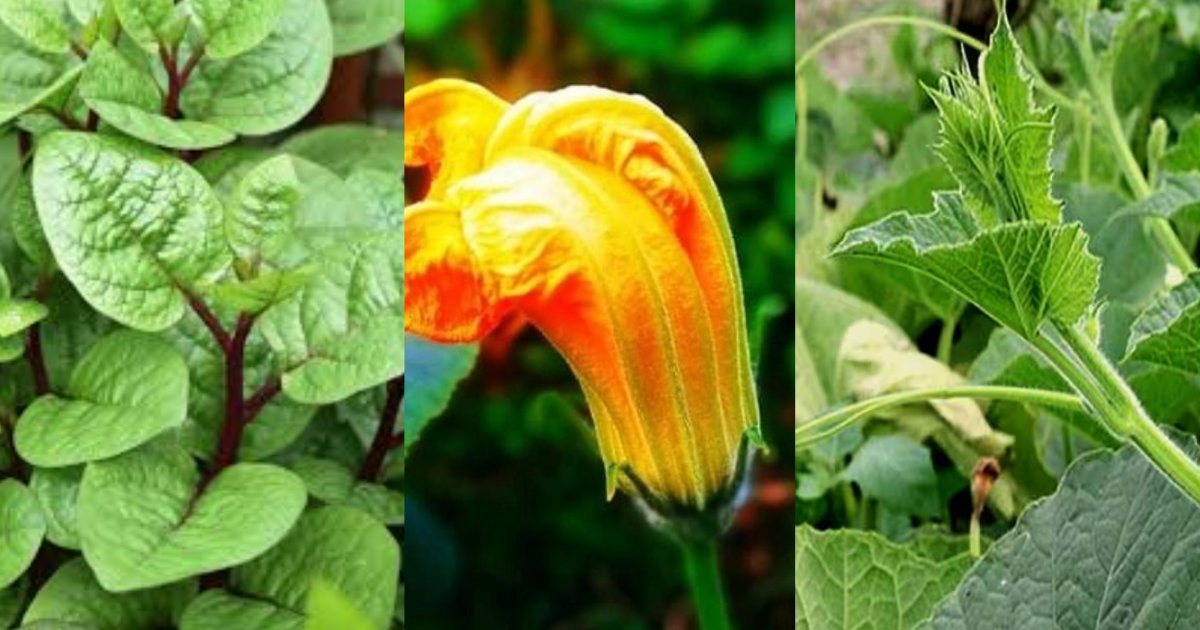 ফুল কিংবা পাতা, কিছুই যাবে না ফেলা...