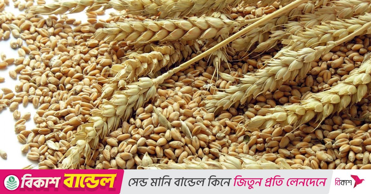রাশিয়া থেকে এলো ৫২ হাজার ৫০০ মেট্রিক টন গম