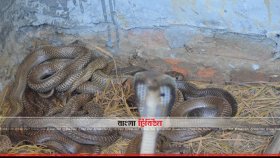 সব উপজেলায় সাপের কামড়ের অ্যান্টিভেনম পাঠানোর নির্দেশ