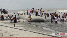 ফের কুয়াকাটা সৈকতে ভেসে এলো মৃত ইরাবতী ডলফিন
