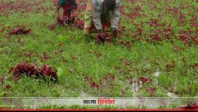 টানা বৃষ্টিতে সবজি ও আমনের ক্ষতি