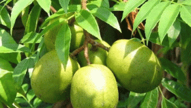 আমড়া বড় ও বীজ ছোট চায় সরকার