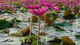 ‘ঘুরে দাঁড়াচ্ছে পর্যটন’