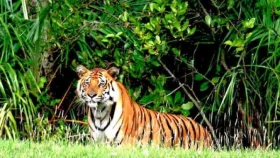 ভারত থেকে বাঘ ঢুকে আহত করেছে ৩ জনকে, লুকিয়ে আছে কৃষিজমিতে