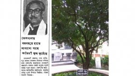 কারাগারে বঙ্গবন্ধুর রোপণ করা গাছের ফুল গণভবনে