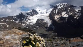 গলছে হিমবাহ, বিলুপ্তির ঝুঁকিতে আল্পাইন উদ্ভিদ