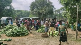 লকডাউনে বাঙ্গি চাষিদের মাথায় হাত