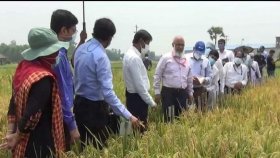 এসিআই হাইব্রিড ধানে হেক্টর প্রতি লক্ষ্য ১৫ টন