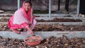 কেঁচো সার উৎপাদনে স্বাবলম্বী তানিয়া