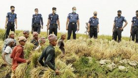 পুলিশ পাহারায় ধান কাটছেন কৃষকরা