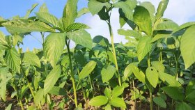 খরা আর পোকার আক্রমণে ঝুঁকিতে পাট চাষ