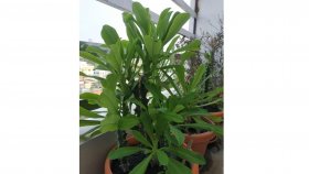 পাতার রসে সারবে করোনা!