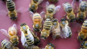 কোভিড শনাক্ত করবে মৌমাছি!