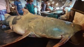 জেলেদের জালে ধরা পড়লো সাড়ে ৪ মণের বাঘাইড়