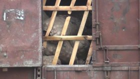 রেলপথে ভারত থেকে আসলো দেড়হাজার টন পেঁয়াজ