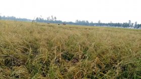 ঝড়-শিলায় ধান ও সবজির ব্যাপক ক্ষতি