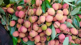 বাজারে রসালো ফল লিচু