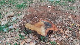 সোহরাওয়ার্দী উদ্যানে গাছ কাটাসহ স্থাপনা নির্মাণ বন্ধ চায় স্থপতিরা