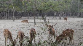 খুলনায় ৩২ কেজি হরিণের মাংস জব্দ