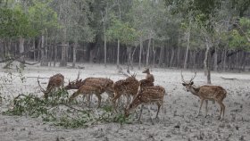 সুন্দরবনের হরিণের মাংসসহ শিকারি আটক