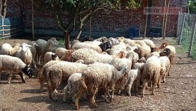 গাড়লের খামার গড়লো ভবিষ্যৎ