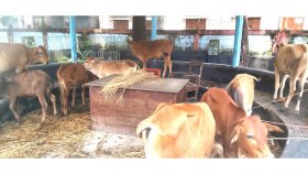 সীমান্ত এলাকা থেকে ভারতীয় গরু উদ্ধার