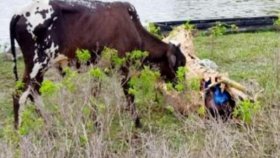 করোনায় মৃত মালিকের প্রতি গরুর ভালোবাসা