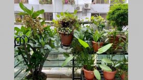 গাছ বিনিময়