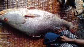 মাছটি বিক্রি হলো সাড়ে ৪ লাখ টাকায়