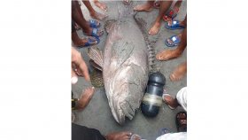 সেন্টমার্টিনে বড়শিতে ধরা পড়লো ৮০ কেজির ভোল মাছ