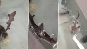 পুরুষ ছাড়াই হাঙরের জন্ম!
