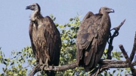 সিলেট অঞ্চলে এখনও দেখা যায় বিলুপ্তপ্রায় শকুন