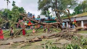 শতবর্ষী গাছ কাটার ঘটনায় তদন্ত কমিটি