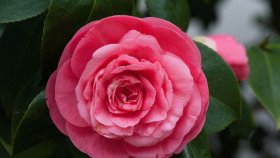 সবচেয়ে দুষ্প্রাপ্য ফুল