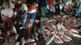 এক জালেই ১৫ মণ লাল কোরাল